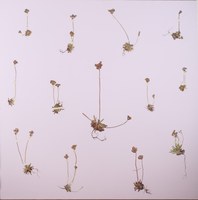 Juan Zamora - Mención de Honor - Androsace Rioxana (único y amenazado endemismo de La Rioja)